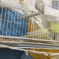 عروس هلندی|پرنده|چناران, |دیوار