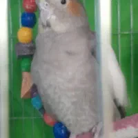 عروس هلندی جفت|پرنده|سبزوار, زینبیه|دیوار