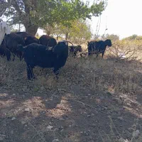 8عدد بز شیری مناسب نگهداری|حیوانات مزرعه|ابهر, |دیوار
