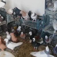 معاوضه کفتر طوقی سرور هما با گوشی یا بره بزغاله|پرنده|شهریار, شهرک امیریه|دیوار