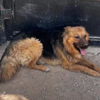 سگ ژرمن شپرد نر اصل ، سگ دوبرمن ماده