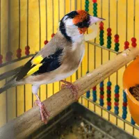 سهره نر سمیرمی داغسر درشت و قلمی عتیقه