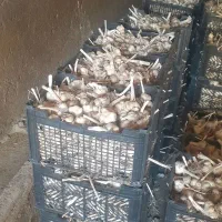 سیر خشک عالی درجه یک برای کاشت وترشیجات