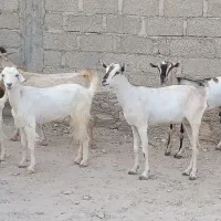بز گیسه کهره