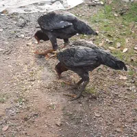 مرغ لاری طوسی|حیوانات مزرعه|رشت, عینک|دیوار