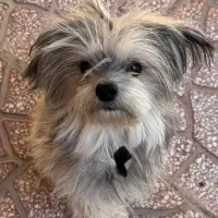 این سگ پیدا شده