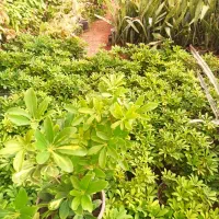 گل آپارتمانی قیمت 50|گل و گیاه طبیعی|محلات, |دیوار