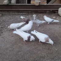 کبوتر کفتر نر ماده