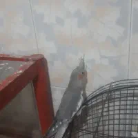 ۵ عددعروس هلندی|پرنده|قم, قلعه کامکار|دیوار