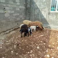 گوسفند بابره|حیوانات مزرعه|سرپل ذهاب, |دیوار