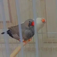 جفت شارکول درجه یک