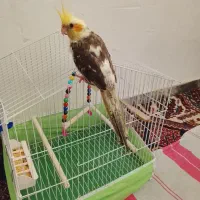 عروس نرسه ماهه نیم قیمت باقفس 700تومان ق500گذاشتم