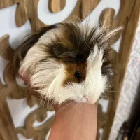 خوکچه هندی نر بالغ|موش و خرگوش|تبریز, |دیوار