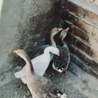 قو غاز و اردک محلی