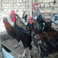 فروش فوری خروس جوان ودرشت