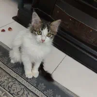 بچه گربه ایرانی