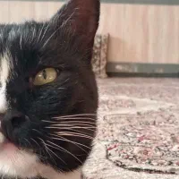 گربه دوست داشتنی