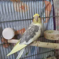 عروس هلندی نر جوان