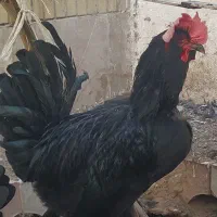فروش خروس سیاه و جوجه مرغ و خروس