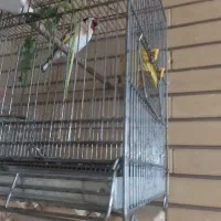 فروش سهره سرسیاه چهار گل