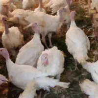 بوقلمون دوماه و نیم