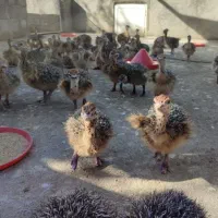 شترمرغ از۱۷روزه تایک ماه کارخانه کویران جوجه