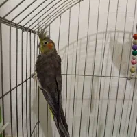 عروس هلندی ماده