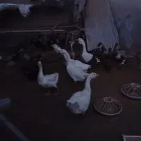 غازلیندا شب یلدا|حیوانات مزرعه|بابکان, |دیوار