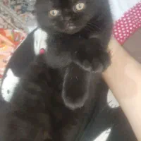 واگذاری گربه های بریتیش