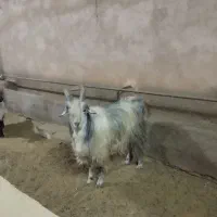 بزغاله دبری ،بز،میش|حیوانات مزرعه|داران, |دیوار