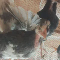 نیمچه مرغ گلین زیبا اصیل ۳.۵ ماهه|حیوانات مزرعه|کوه چنار, |دیوار