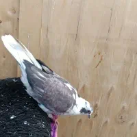 کفتر|پرنده|قم, نیروگاه|دیوار