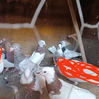 کبوتر سالم به شرط .توجه|پرنده|برازجان, |دیوار