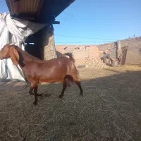 معاوضه با میش