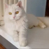 گربه پرشین ماده ۱۰ ماهه فقط تماس پاسخ میدم