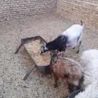 یک عدد بز و کره