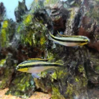 ماهی کریبنسیس|ماهی|تهران, جنتآباد جنوبی|دیوار