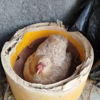 مرغ کرک