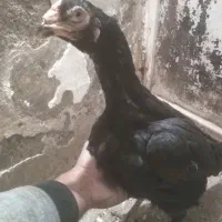 مرغ خروس لاری و جوجه لاری، تخم نطفه دار|حیوانات مزرعه|تربت جام, المهدی|دیوار