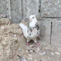 کبوتر طوقی|پرنده|بوشهر, |دیوار