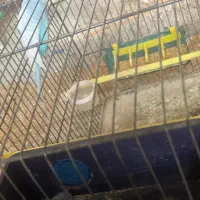 مرغ عشق مولد|پرنده|آستارا, |دیوار