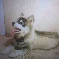 سگ هاسکی معاوضه بامرغ خروس