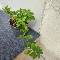 **حراج گل ها ** ۵۰تومن
