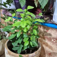 انواع گل ها