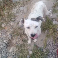 واگذاری پیتبول