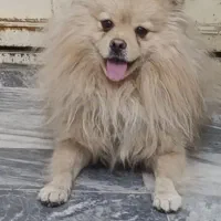 پامر نژاد خرسی