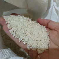 برنج درجه یک لرستان دورود