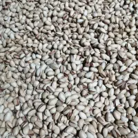 پسته خام|خوردنی و آشامیدنی|راهگان, |دیوار