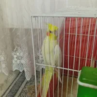 عروس هلندی ماده