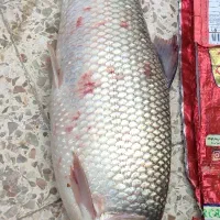 ماهی برزم و شانگ تازه